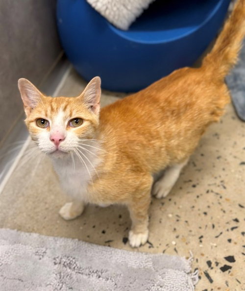 HAM SANDWICH ENERGY, an adoptable Domestic Short Hair in Waterford, VA