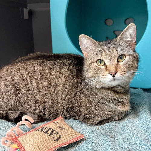 NELLI, an adoptable Domestic Short Hair in Waterford, VA