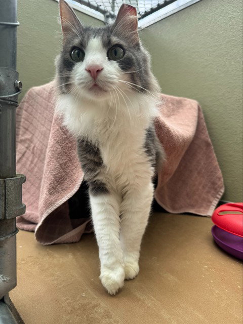 POPPY, an adoptable Domestic Medium Hair in Waterford, VA