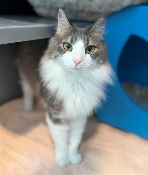 POPPY, an adoptable Domestic Medium Hair in Waterford, VA