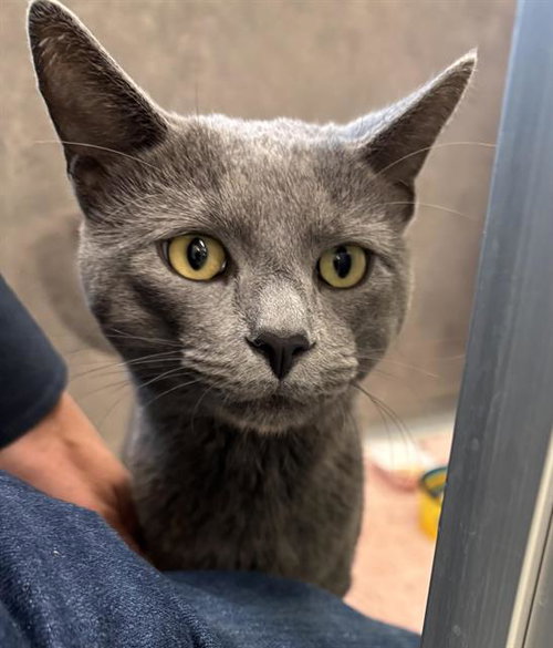 PEBBLE, an adoptable Domestic Short Hair in Waterford, VA