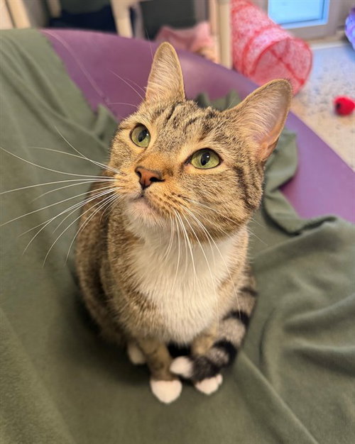 LUCY, an adoptable Domestic Short Hair in Waterford, VA