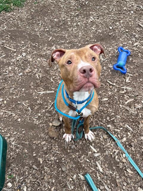 MOTLEY CRUE, an adoptable Pit Bull Terrier in Waterford, VA