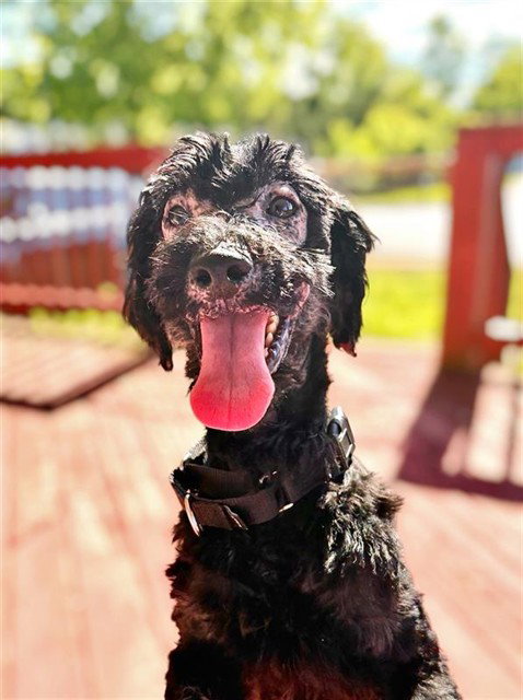 ROBIN, an adoptable Poodle in Waterford, VA