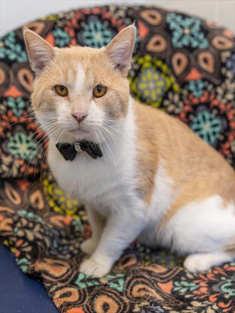 BANANARAMA, an adoptable Domestic Short Hair in Waterford, VA