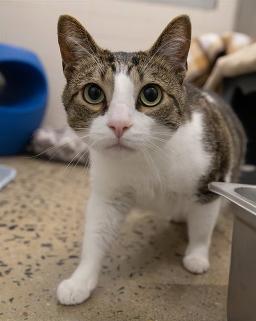 TIGGER, an adoptable Domestic Short Hair in Waterford, VA