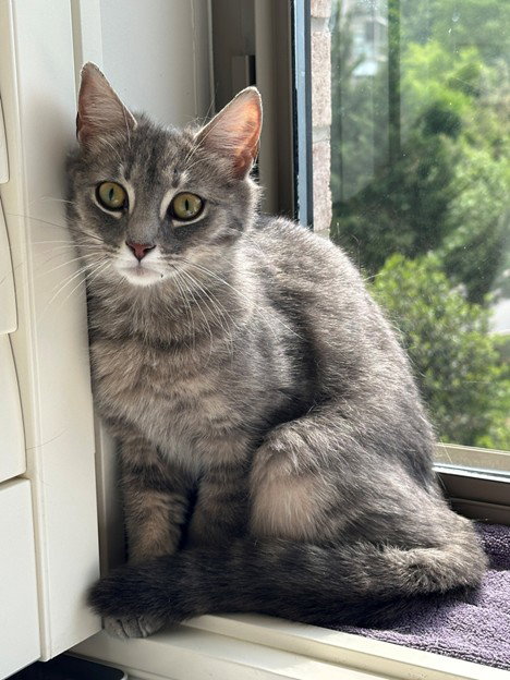 SUZIE Q, an adoptable Domestic Long Hair in Waterford, VA