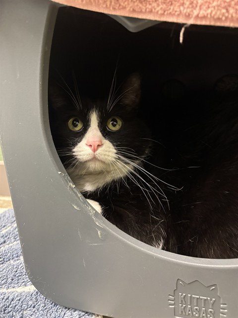 SOCKO, an adoptable Domestic Short Hair in Waterford, VA
