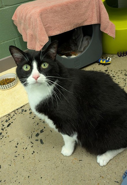 SOCKO, Senior Domestic Short Hair (medium coat), cat for adoption in Bowie, Maryland