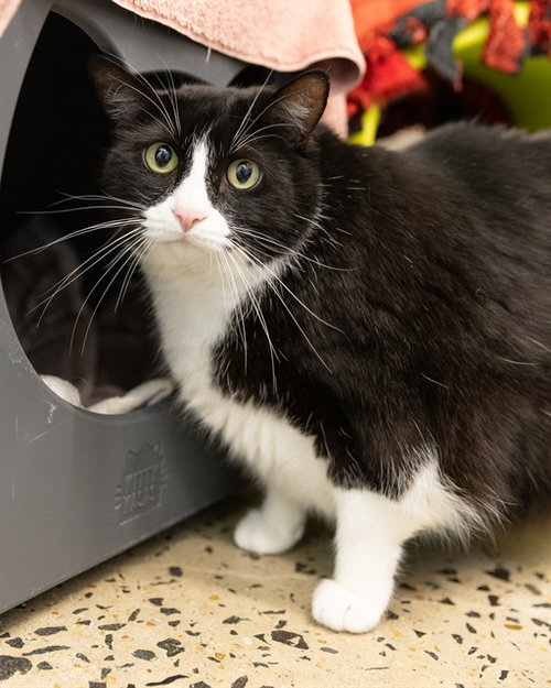 SOCKO, Senior Domestic Short Hair (medium coat), cat for adoption in Hagerstown, Maryland