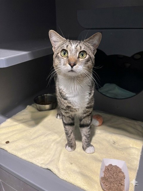 STARC, an adoptable Domestic Short Hair in Waterford, VA