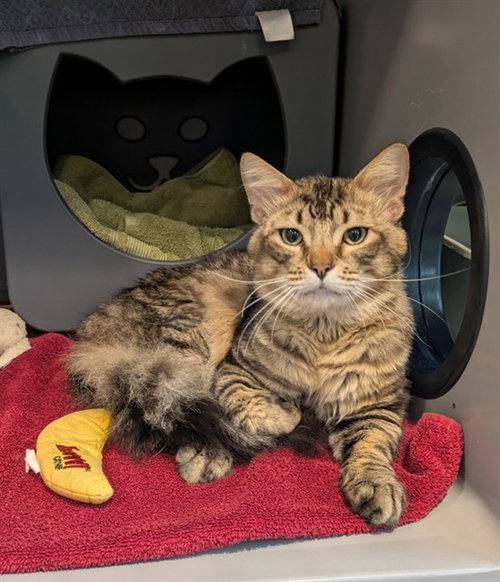 TUCSON, an adoptable Domestic Short Hair in Waterford, VA