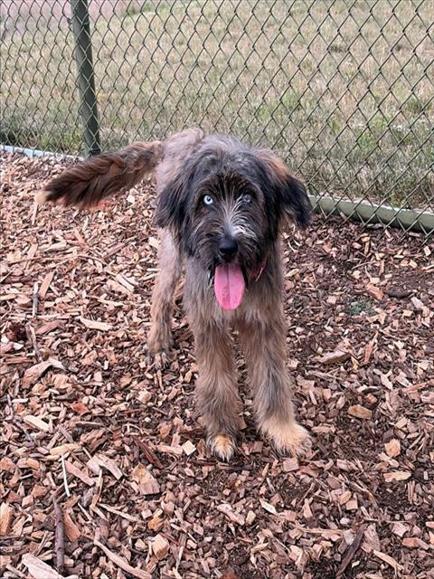MAGGIE, an adoptable Briard in Waterford, VA