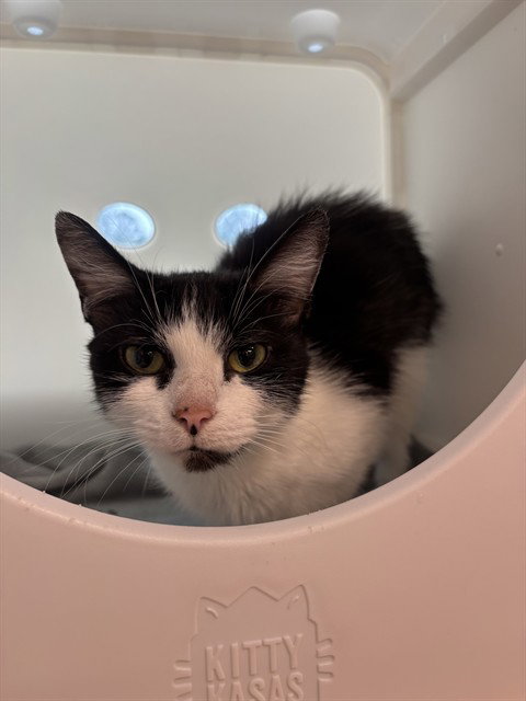POLKA, an adoptable Domestic Short Hair in Waterford, VA