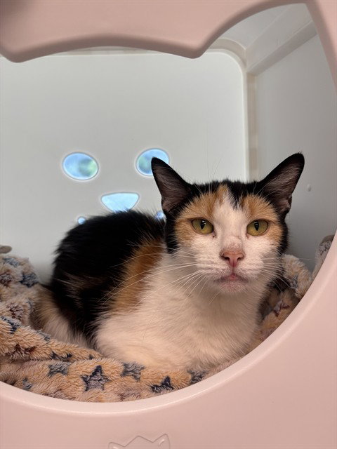 PUDGE, an adoptable Domestic Short Hair in Waterford, VA