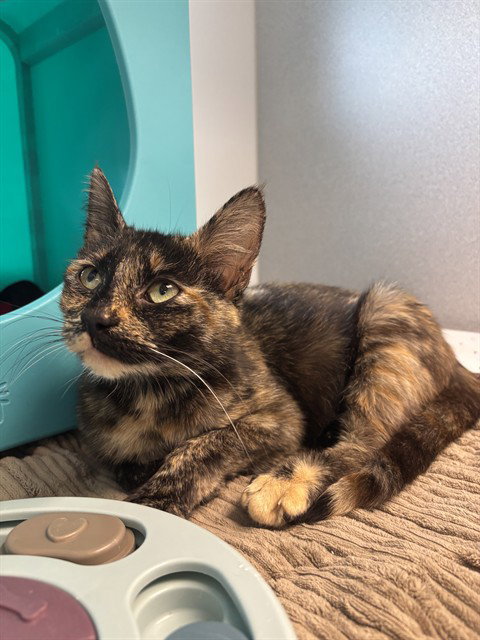 NOODLE, an adoptable Domestic Short Hair in Waterford, VA