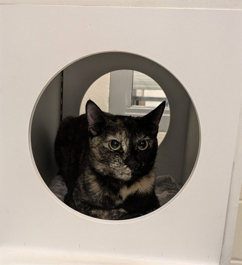 STORMI, Adult Domestic Short Hair (medium coat), cat for adoption in Bowie, Maryland
