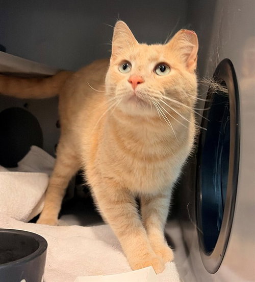 APRICOT, Adult Domestic Short Hair (medium coat), cat for adoption in Bowie, Maryland