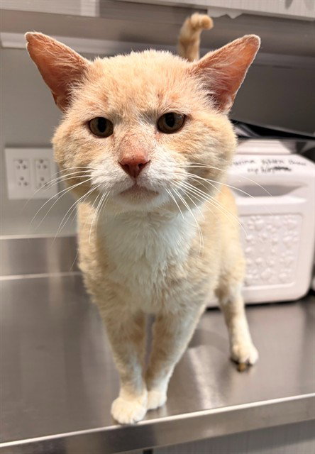 LEONARD, Adult Domestic Short Hair (medium coat), cat for adoption in Bowie, Maryland