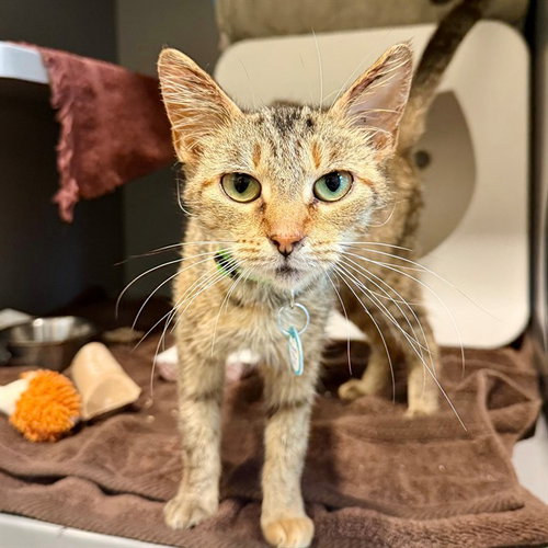 LADY LUCK, Young Domestic Short Hair (medium coat), cat for adoption in Bowie, Maryland