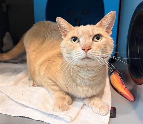 MITTS, Senior Domestic Short Hair (medium coat), cat for adoption in Bowie, Maryland