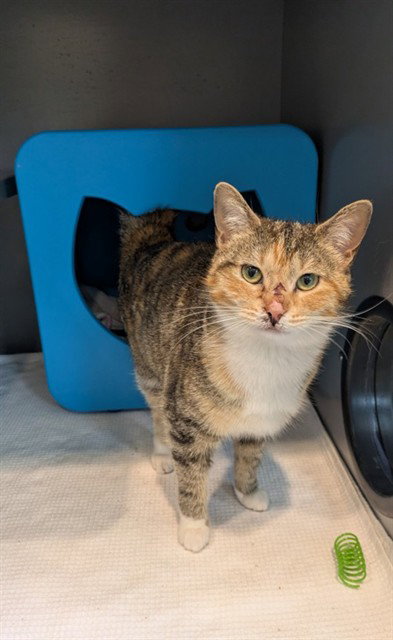 PATCH, Adult Domestic Short Hair (medium coat), cat for adoption in Bowie, Maryland