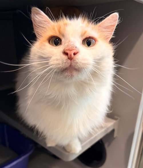QUINN, Senior Domestic Short Hair (medium coat), cat for adoption in Bowie, Maryland