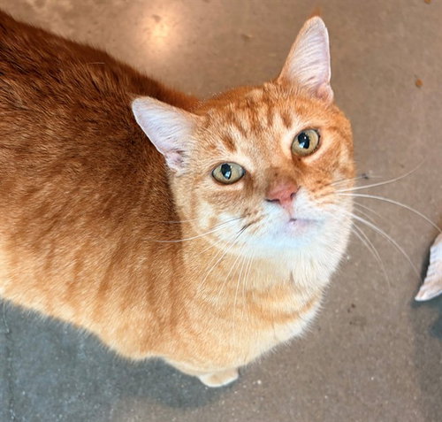 PHOENIX, Senior Domestic Short Hair (medium coat), cat for adoption in Bowie, Maryland
