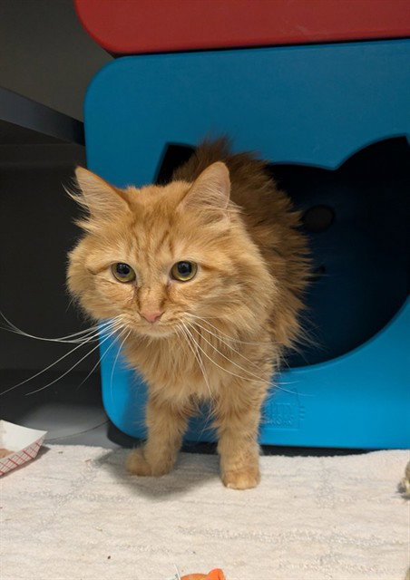 FOXY, Adult Domestic Medium Hair (medium coat), cat for adoption in Bowie, Maryland