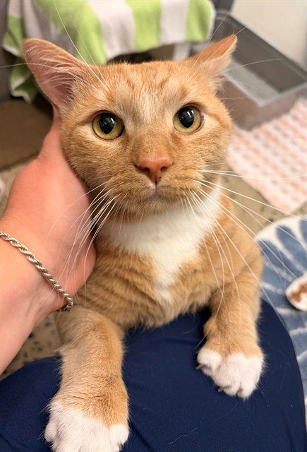 LION, Adult Domestic Short Hair (medium coat), cat for adoption in Bowie, Maryland