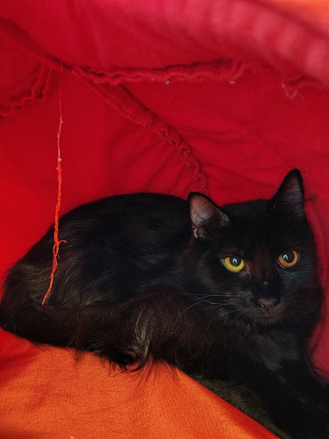 FIRE, Young Domestic Long Hair (medium coat), cat for adoption in Bowie, Maryland