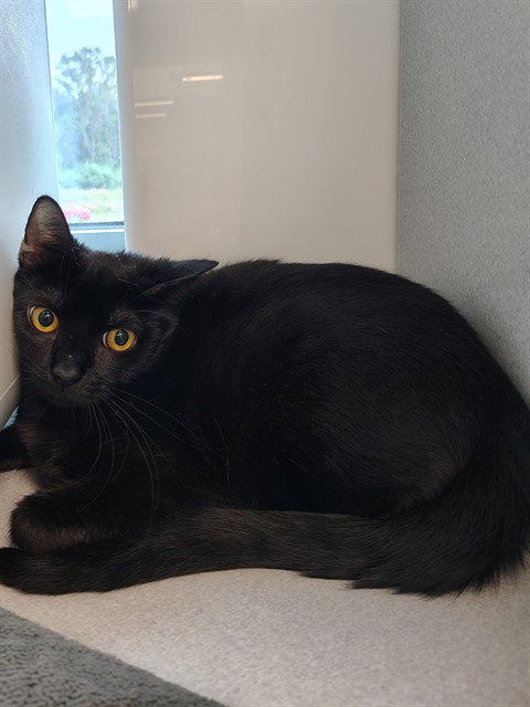 WATER, Young Domestic Short Hair (medium coat), cat for adoption in Bowie, Maryland
