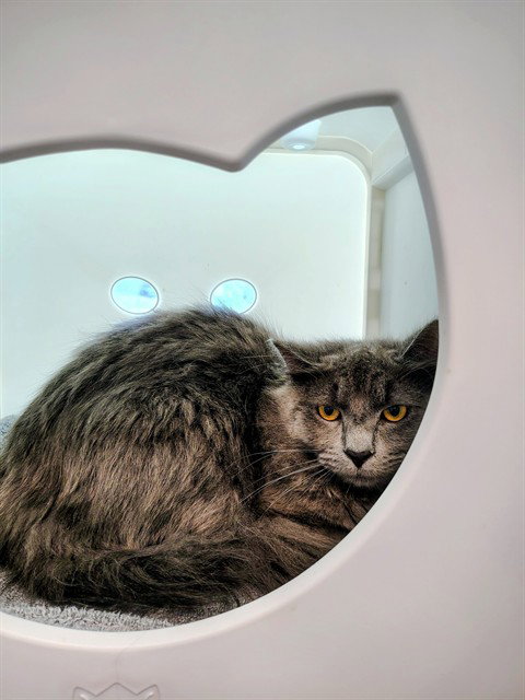 SCISSORS, Young Domestic Short Hair (medium coat), cat for adoption in Bowie, Maryland