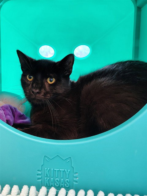 ROCK, Young Domestic Short Hair (medium coat), cat for adoption in Bowie, Maryland
