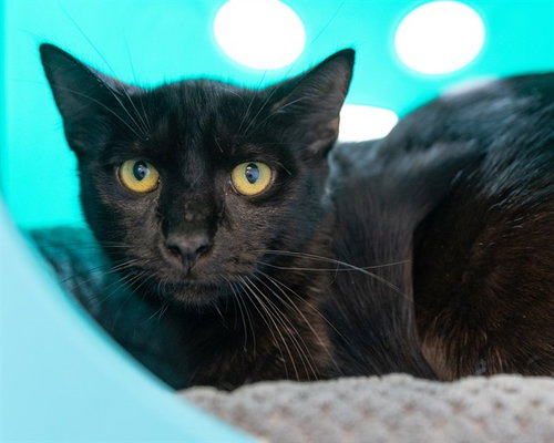 ROCK, Young Domestic Short Hair (medium coat), cat for adoption in Hagerstown, Maryland