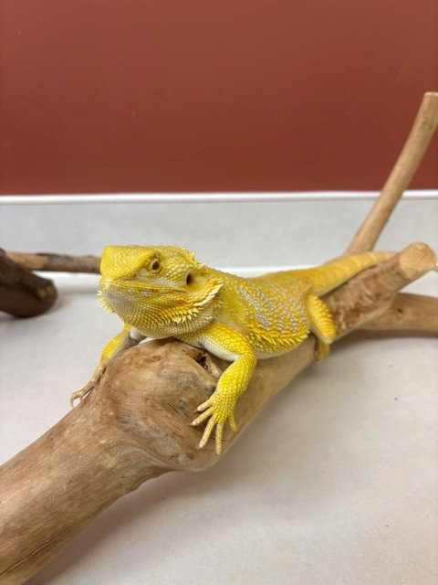 LYLA