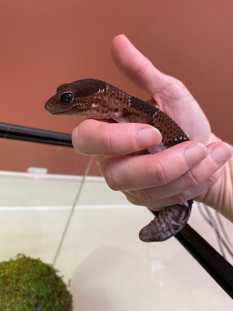 REPTAR