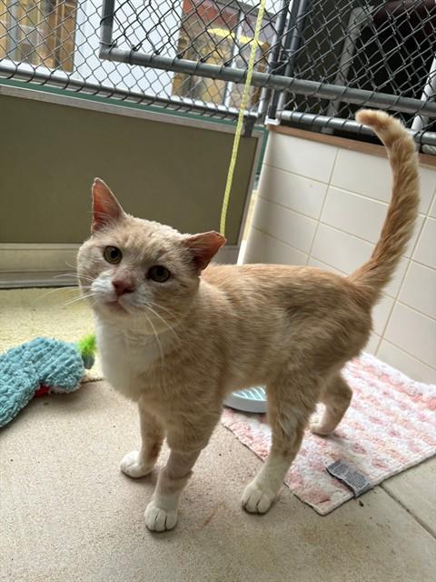 LEONARD, Adult Domestic Short Hair (medium coat), cat for adoption in Waterford, Virginia
