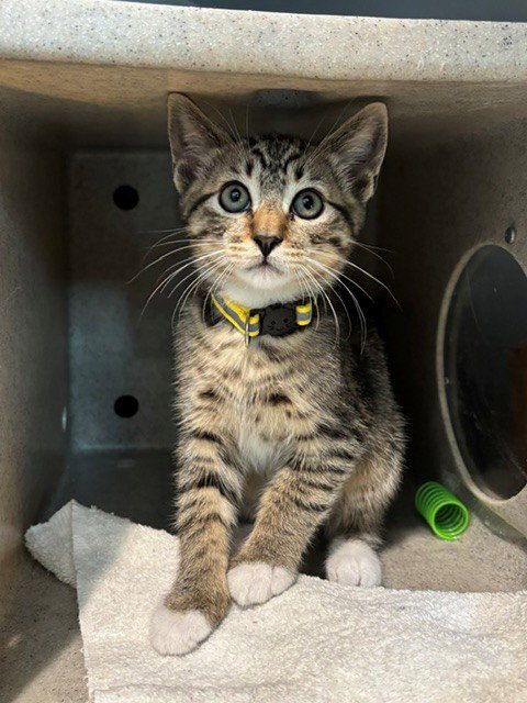 PO