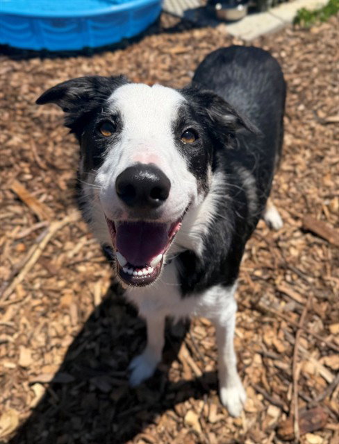 MOLLIE