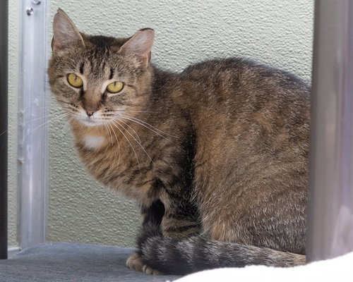 PENELOPE, Adult Domestic Short Hair (medium coat), cat for adoption in Waterford, Virginia