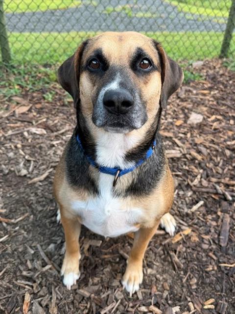 picture of the dog needing adoption