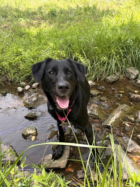 MAYA, an adoptable Labrador Retriever in Waterford, VA