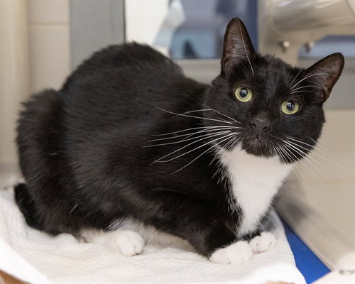SPIDER, Adult Domestic Short Hair (medium coat), cat for adoption in Hagerstown, Maryland