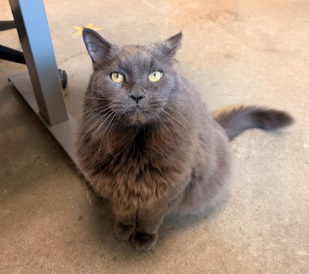 CHAR, an adoptable Domestic Long Hair in Waterford, VA