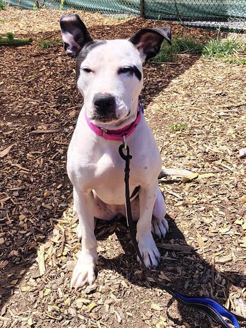 TILLY, an adoptable Terrier in Waterford, VA