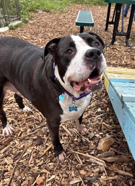 BUGSY, an adoptable American Pit Bull Terrier in Waterford, VA