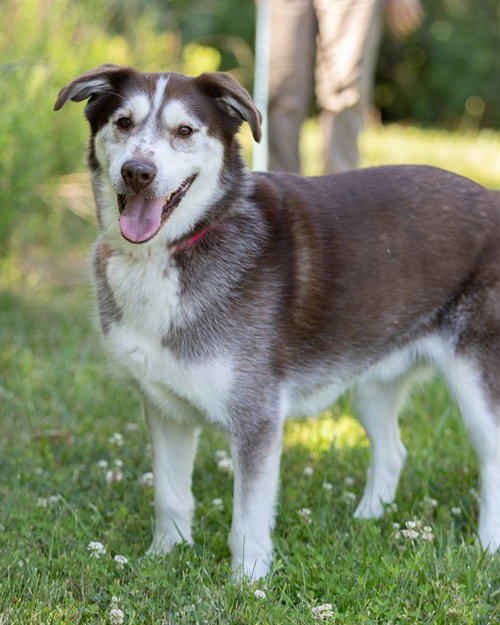 ROCKIE, an adoptable Siberian Husky in Waterford, VA