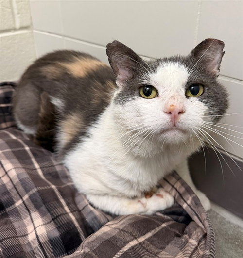 WILD WONDER, Adult Domestic Short Hair (medium coat), cat for adoption in Hagerstown, Maryland