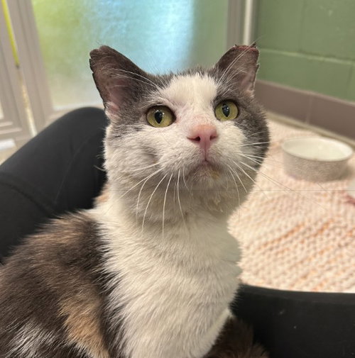 WILD WONDER, an adoptable Domestic Short Hair in Waterford, VA